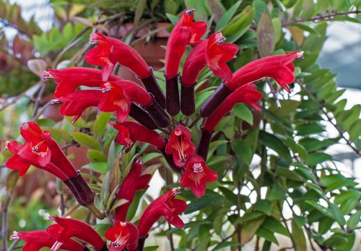 Columnea rouge